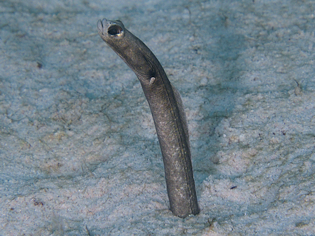 Brown Garden Eel